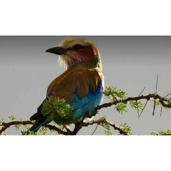 New York, Business, Saadani National Park Tour