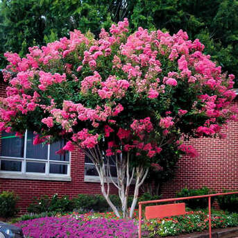 New York, Farm & Garden, USD 89,  Pink Crape Myrtle Tree &ndash; Beautiful Pink Blooms & Easy Care