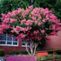 USD 89,  Pink Crape Myrtle Tree &ndash; Beautiful Pink Blooms & Easy Care