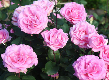 New York, Farm & Garden, USD 50,  Eleganza&reg; Beverly