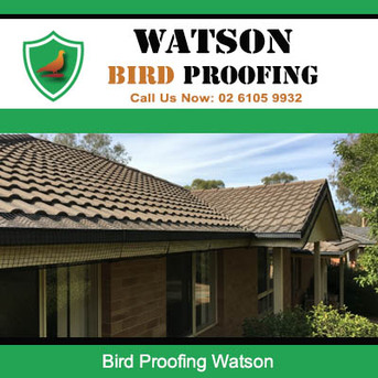 Sydney, Pest Control, Watson Bird Proofing