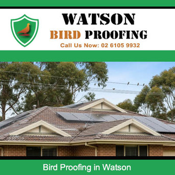 Sydney, Pest Control, Watson Bird Proofing