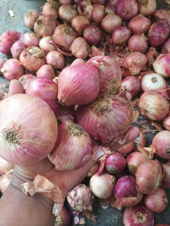 Dubai, Business Partners, Investor Opportunity &ndash; Online Wholesale Fruits & Vegetables Platform (UAE)