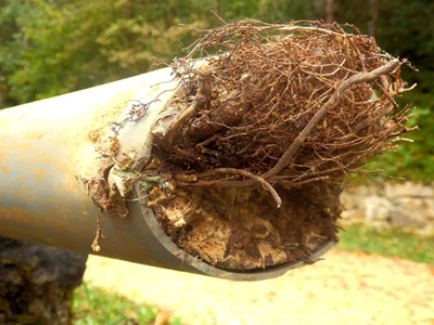 New York, Household, Advanced Pipe Lining Solutions For Preventing Root Intrusion