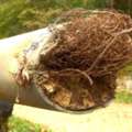 Advanced Pipe Lining Solutions For Preventing Root Intrusion