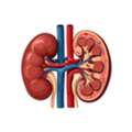 Best Kidney Treatment USA | Natural & Advanced Care Options