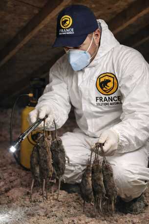 Paris, Pest Control, Entreprise De D?ratisation Professionnelle