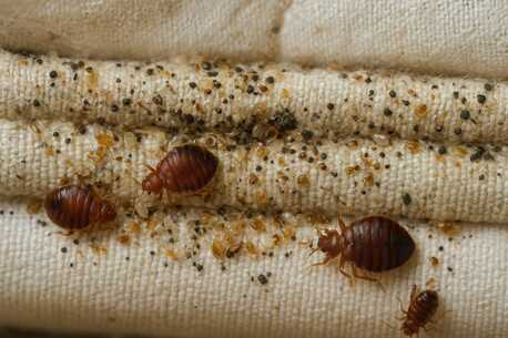 Paris, Pest Control, Entreprise De D?ratisation Professionnelle