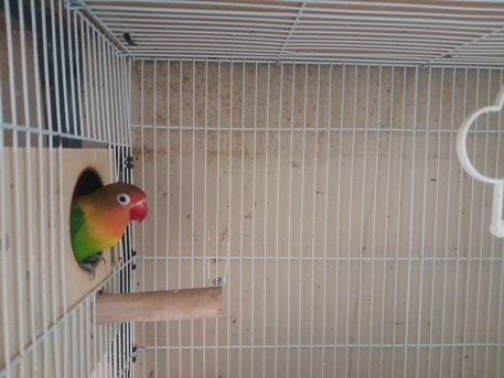 Dammam, Pet Supplies, SAR 350,  African Love Birds