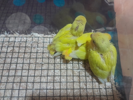 Dammam, Pet Supplies, SAR 125,  Rose Bird Hand Feeding Chicks