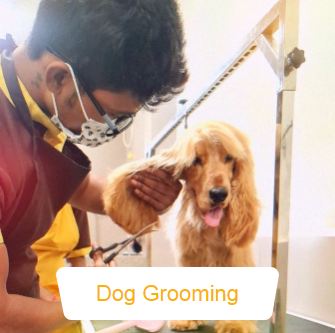 Noida, Pet Supplies, Pet Store Near Me