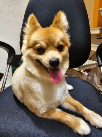 Noida, Pet Supplies, Pet Salon In Noida