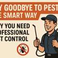 Pest Control Spray And Bed Bug's Killing Solution And Sofa Carpet Cleaning With Best Price