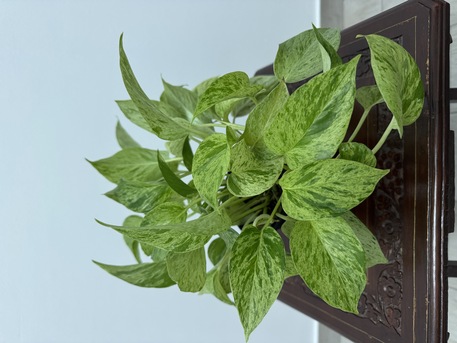 Adliya, Farm & Garden, BHD 1,  Indoor Plants For Sale