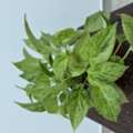 BHD 1,  Indoor Plants For Sale