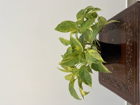 Adliya, Farm & Garden, BHD 1,  Indoor Plants For Sale