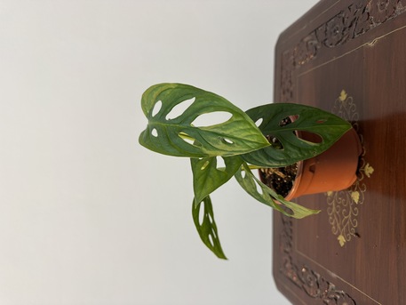 Adliya, Farm & Garden, BHD 1,  Indoor Plants For Sale