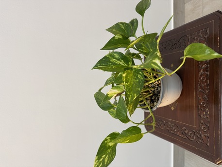 Adliya, Farm & Garden, BHD 1,  Indoor Plants For Sale