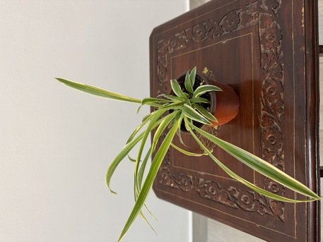 Adliya, Farm & Garden, BHD 1,  Indoor Plants For Sale