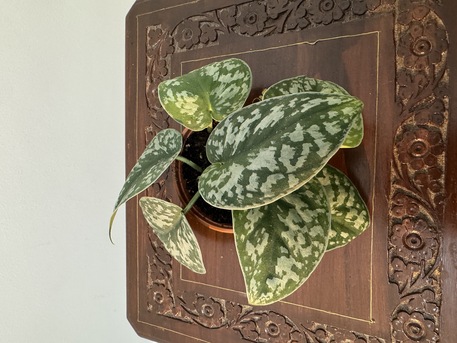 Adliya, Farm & Garden, BHD 1,  Indoor Plants For Sale