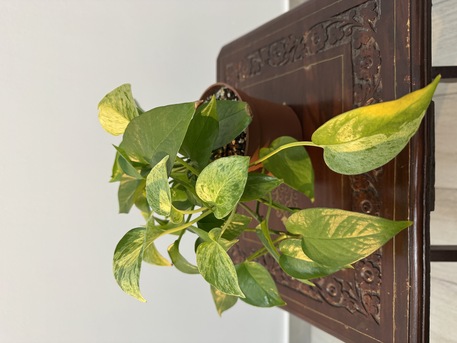 Adliya, Farm & Garden, BHD 1,  Indoor Plants For Sale