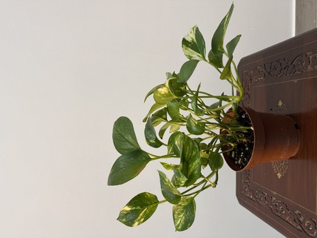 Adliya, Farm & Garden, BHD 1,  Indoor Plants For Sale