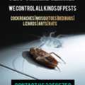 Pest Control Services