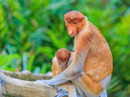 Kuala Lumpur, Travel, Orangutan Tour Borneo Malaysia | Sukau Rainforest Lodge