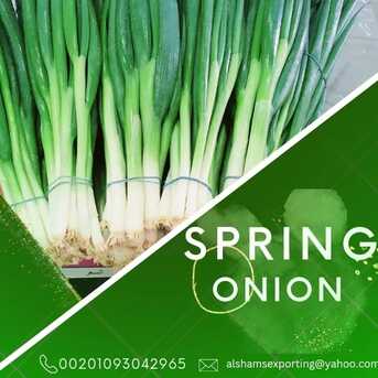 Cali, Farm & Garden, SPRING ONION