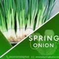SPRING ONION