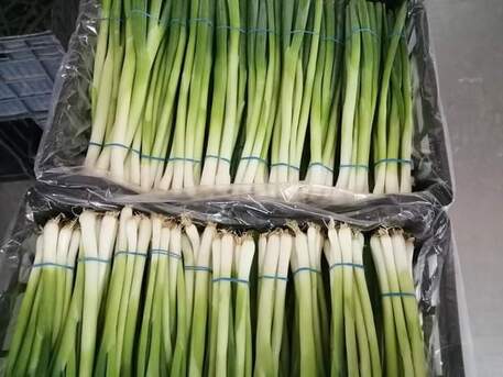 Cali, Farm & Garden, SPRING ONION