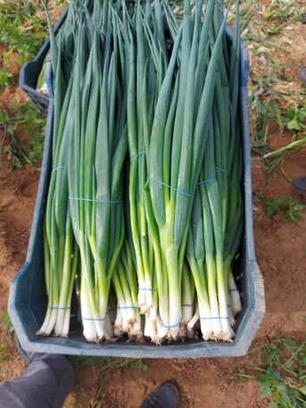 Cali, Farm & Garden, SPRING ONION