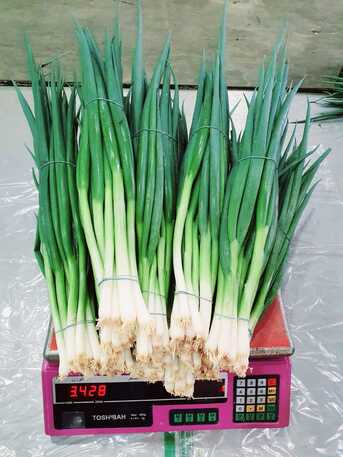 Cali, Farm & Garden, SPRING ONION
