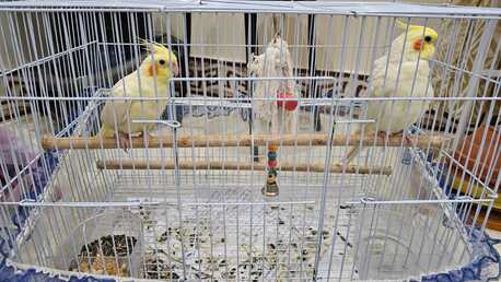 Jeddah, Pet Supplies, SAR 700,  Pair Of Healthy Hand Tamed Male Lutino Cockatiels