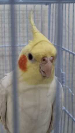 Jeddah, Pet Supplies, SAR 700,  Pair Of Healthy Hand Tamed Male Lutino Cockatiels