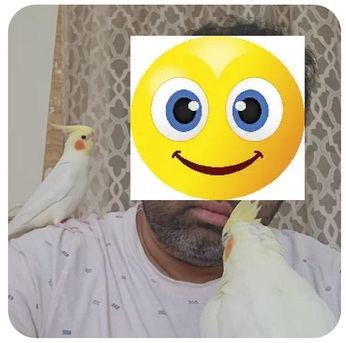 Jeddah, Pet Supplies, SAR 700,  Pair Of Healthy Hand Tamed Male Lutino Cockatiels