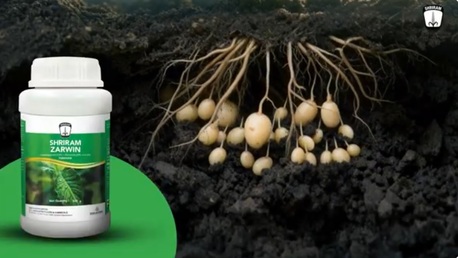 Mumbai, Farm/Garden, Potato Tomato Fungicide Solution For Healthy Crops