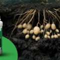 Potato Tomato Fungicide Solution For Healthy Crops