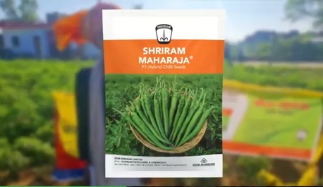 Mumbai, Farm/Garden, Profitable Spice Farming With Shriram Maharaja Chilli Seeds