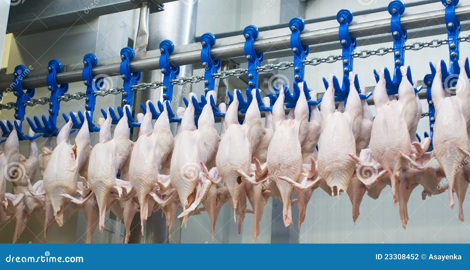 Jeddah, Jobs, Chiken Factory Worker