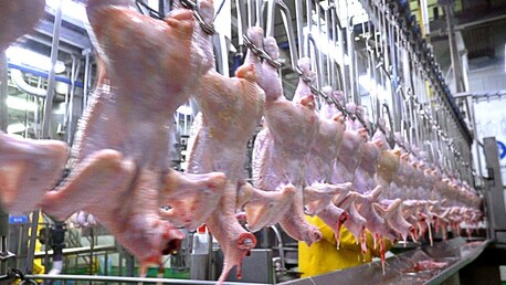 Jeddah, Jobs, Chiken Factory Worker