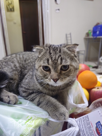 Jubail, Pet Supplies, SAR 200,  Scottish Fold 11 Month Male Cat