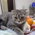 SAR 200,  Scottish Fold 11 Month Male Cat