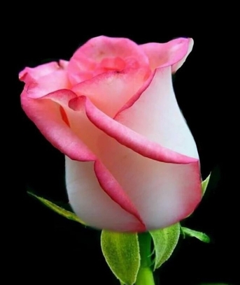 Jubail, Apartments/Houses, SAR 700/month,  1 BR,  Only For Muslim Philippino Bachelor 2 In1 Room Sharing, Water & Electricity Included