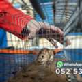 Pest Control Services Near Me Dubai