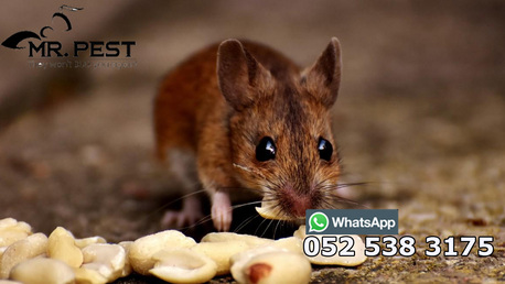 Dubai, Pest Control, Pest Control Services Near Me Dubai