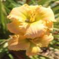 AUD 15,  Bright Yellow Daylily &ndash; Blooming Beauty For Home Garden