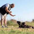 Dog Training In Chandigarh