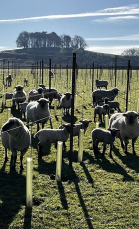 London, Farm/Garden, Thornfalcon Winery & Press