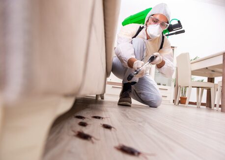 Singapore, Cleaning, Singapore Pest Control Service For Bed Bug